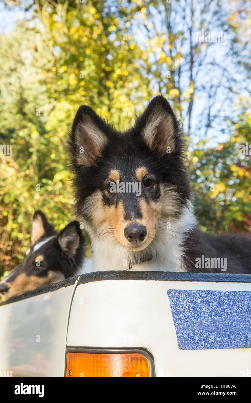 Two fifteen week old Rough Collie puppies, Seamus and Tavish, waiting