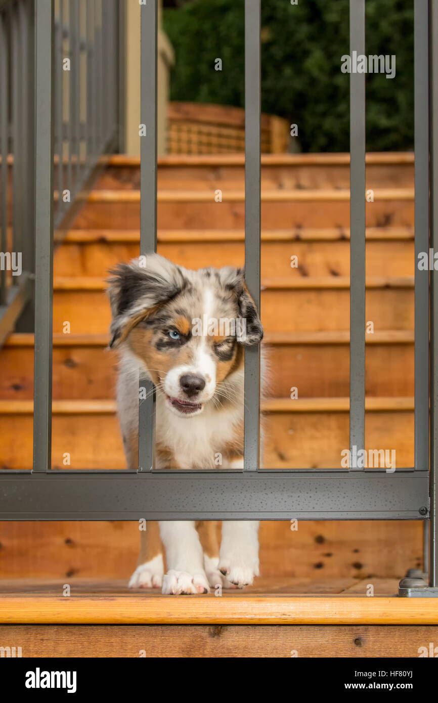 Three month old Blue Merle Australian Shepherd puppy, Luna, trying to get unstuck after putting her head through the railing Stock Photo