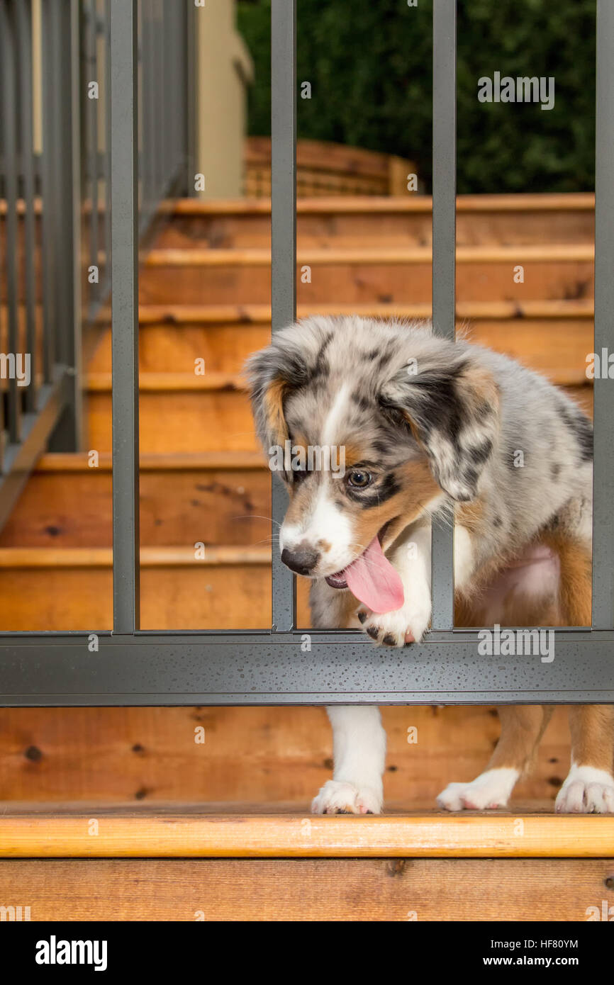 How Long Does It Take For Dogs To Get Unstuck