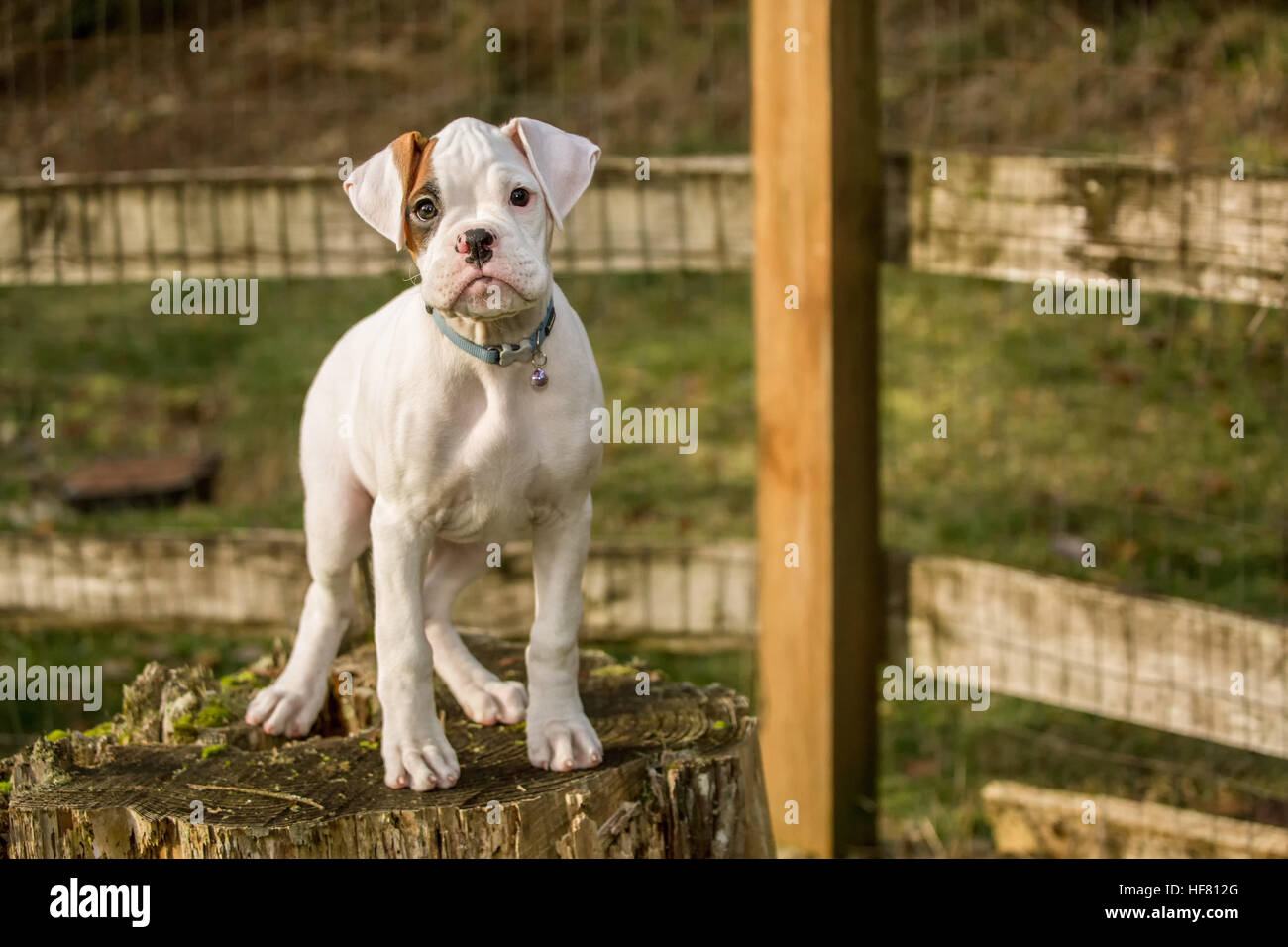 Washington hotsell boxer puppies