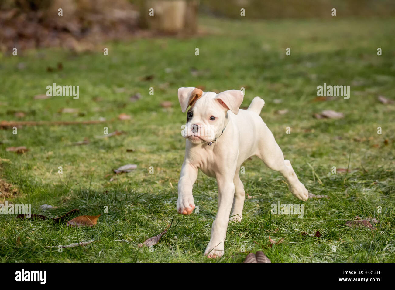 Nine week old boxer puppy, Axle, running across his yard in Issaquah