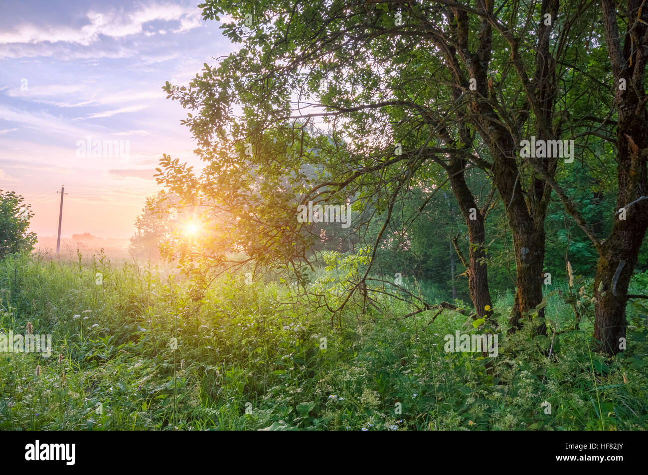 Early morning forest at sunrise with fog in summer Stock Photo - Alamy