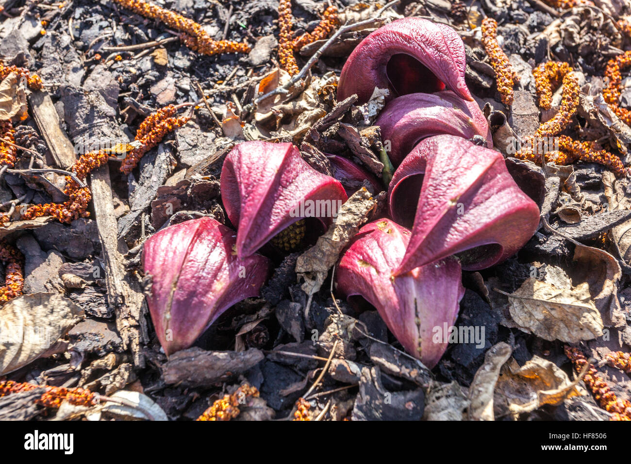 Skunk cabbage Symplocarpus foetidus Swamp Cabbage, Skunk Weed Stock Photo