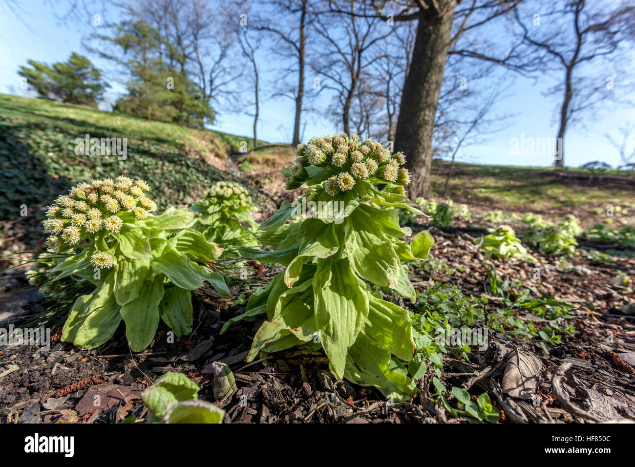 Petasites japonicus Japanese Giant butterbur or fuki, Plant growing in early spring Stock Photo