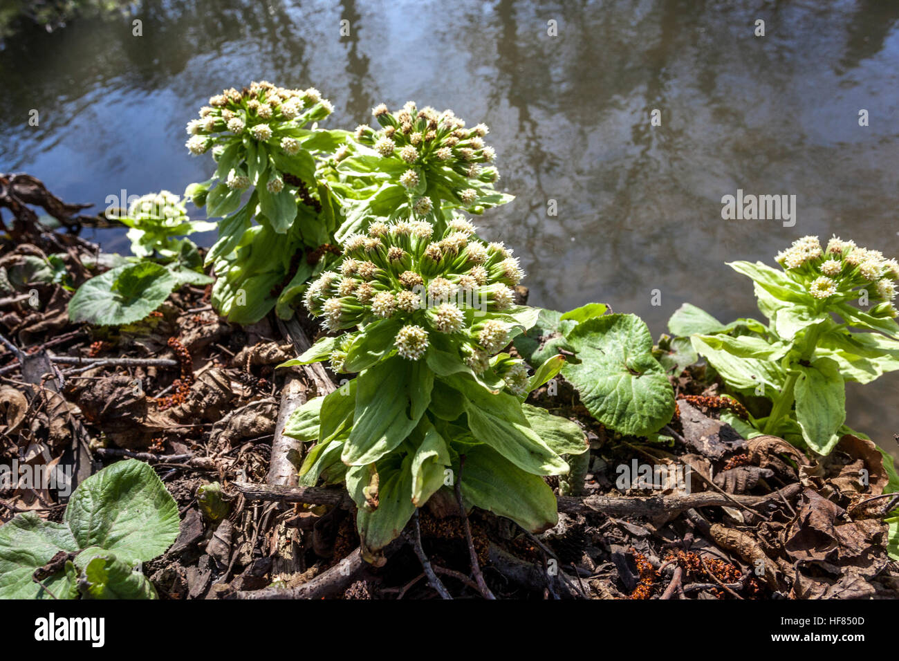 Leaves and flowers sprouting from the ground, Petasites japonicus also known as Japanese Giant butterbur or fuki, early spring Stock Photo