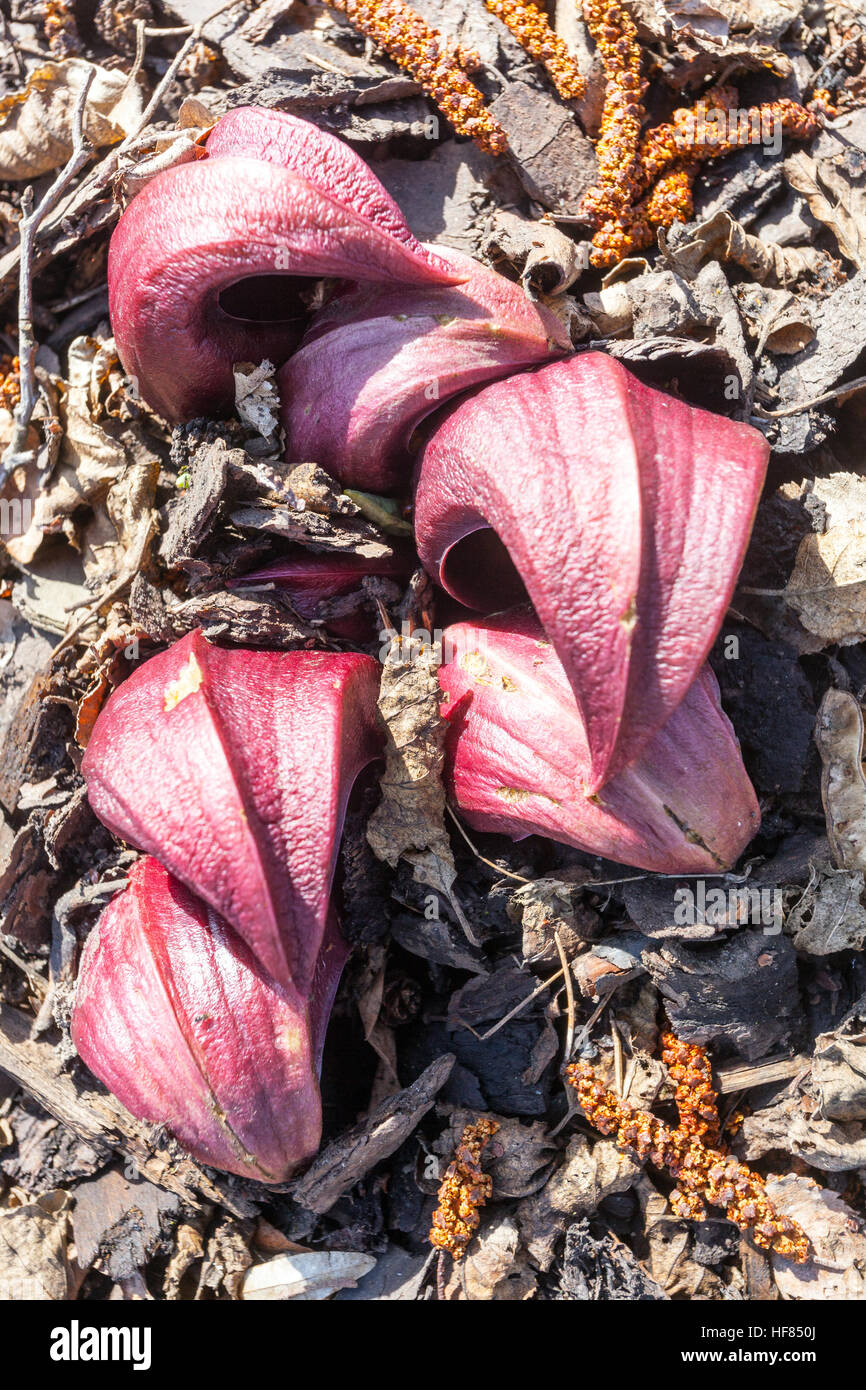 Skunk cabbage Symplocarpus foetidus shoots young spring plants Stock Photo
