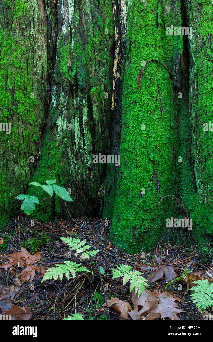 Cedar tree root hires stock photography and images Alamy