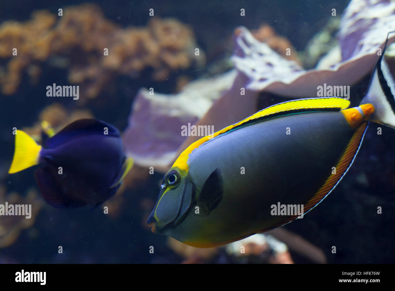 Blonde naso tang and damselfish Stock Photo