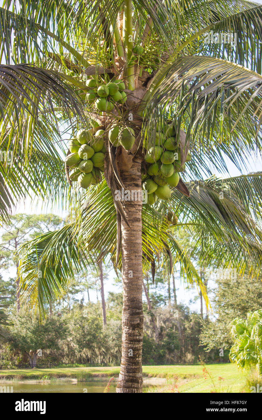 Green coconuts hi-res stock photography and images - Alamy Green coconuts hi-res stock photography and images - Alamy