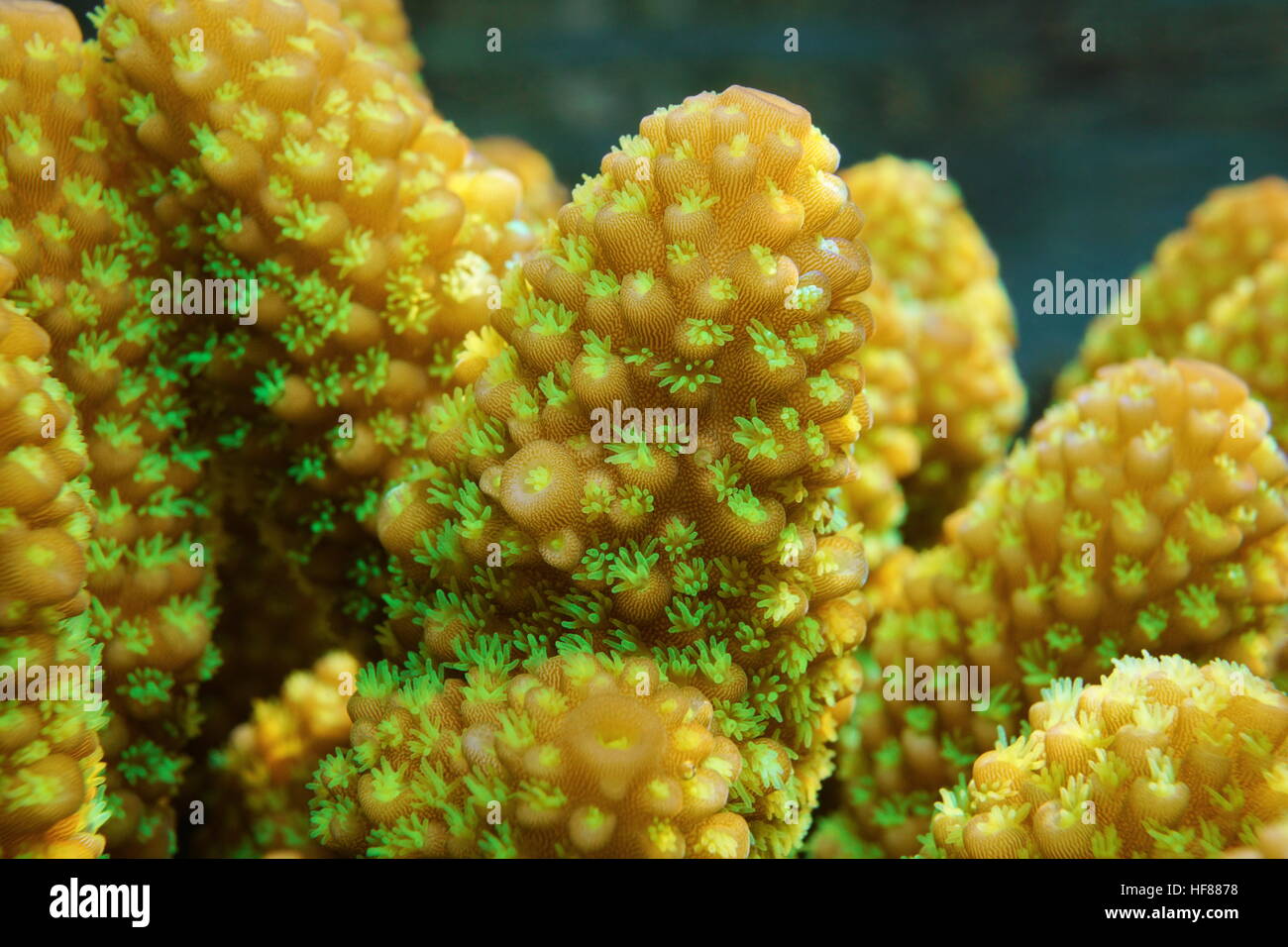 Macro of finger coral, Acropora humilis, with open polyps, Pacific ocean, French Polynesia Stock Photo