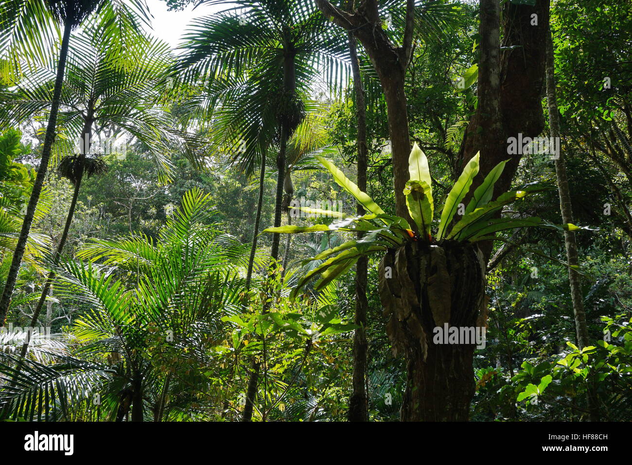 Subtropical vegetation in a forest of New Caledonia, Grande Terre island, south Pacific Stock Photo
