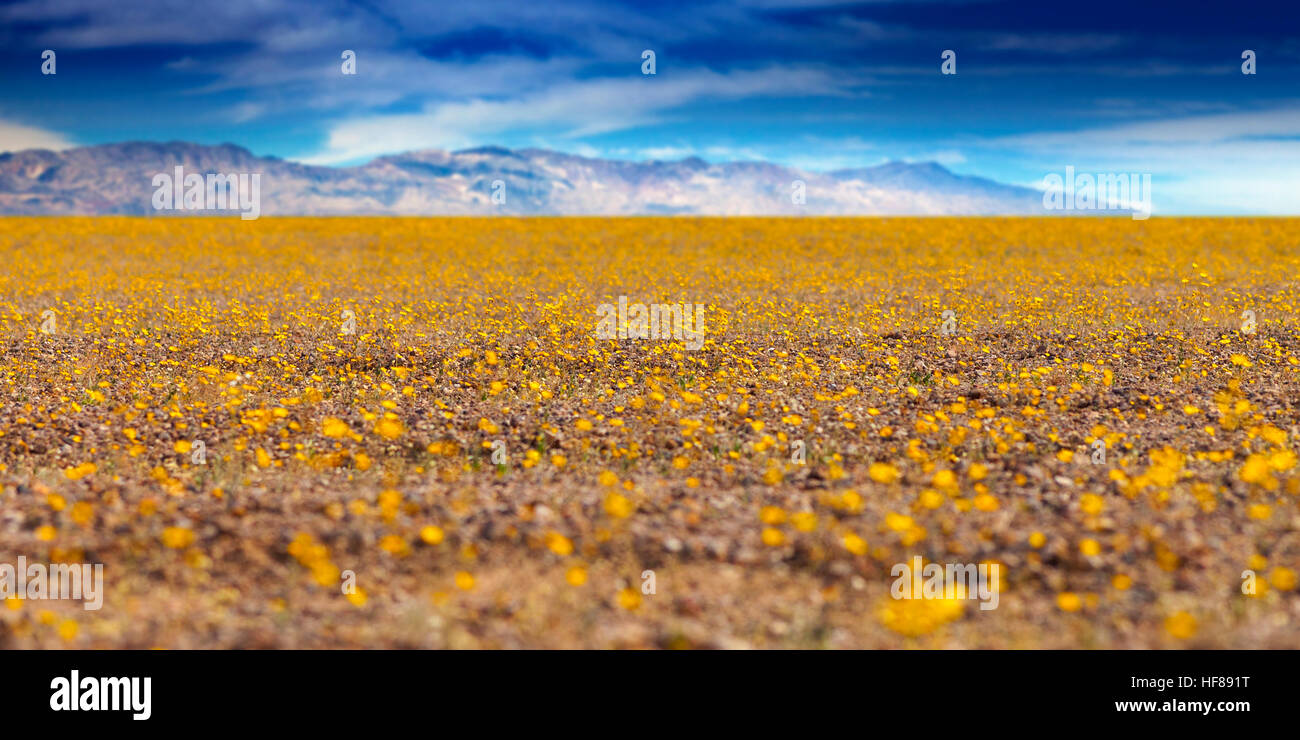 Super bloom death valley hi-res stock photography and images - Alamy