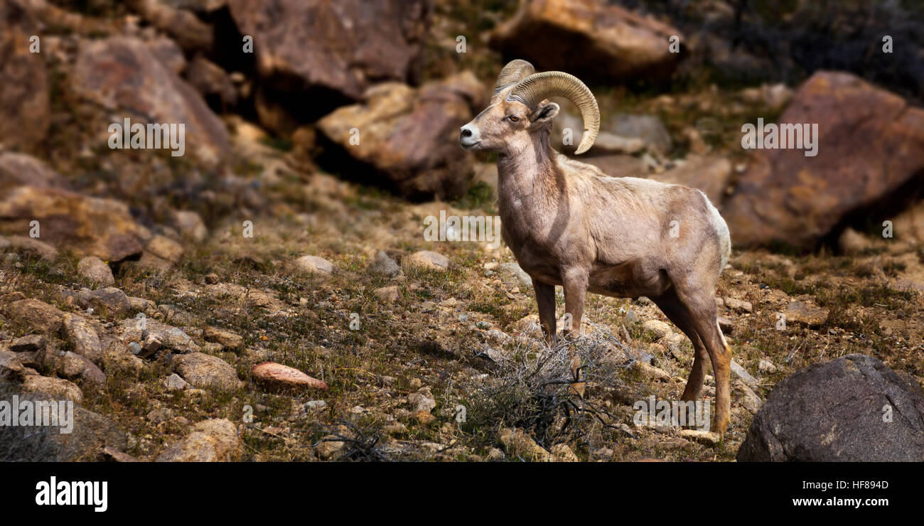 Big Horn Sheep. Single Ram. Stock Photo