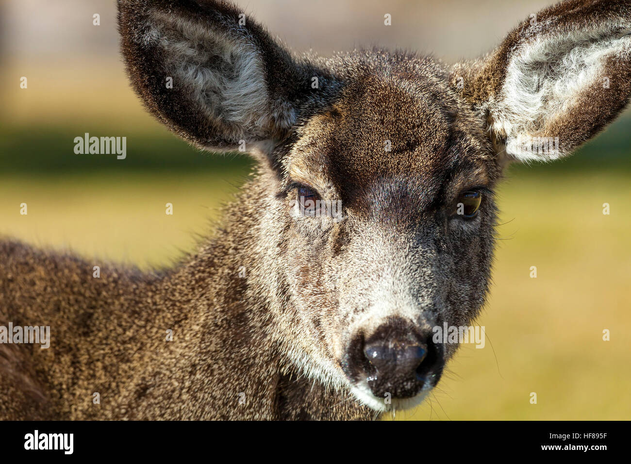 Mule Deer Close up Stock Photo