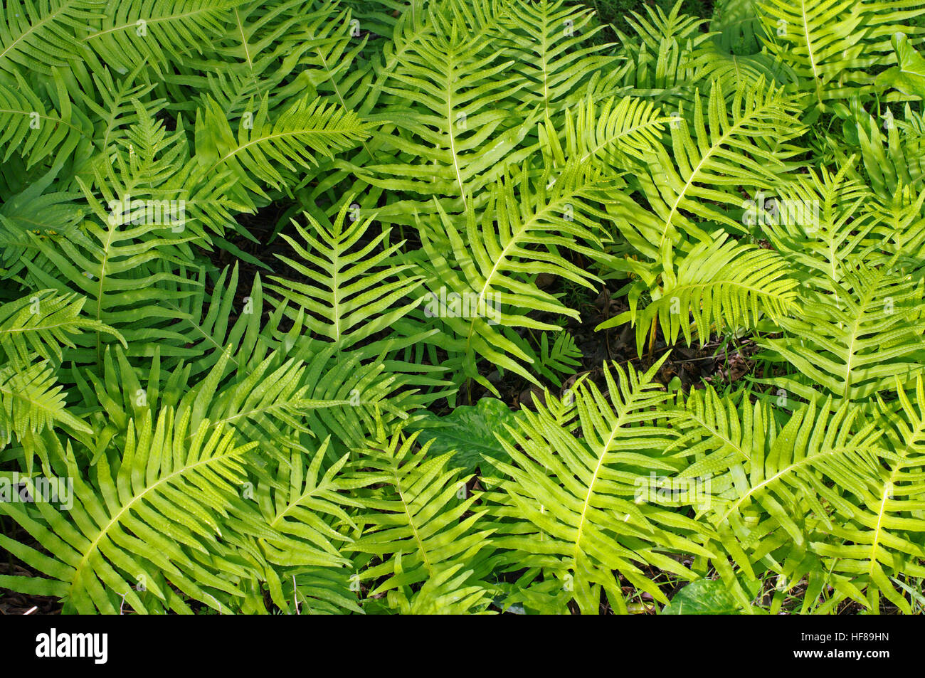 This is a wild plant, the fern Polypodium cambricum, the Southern polypody Stock Photo