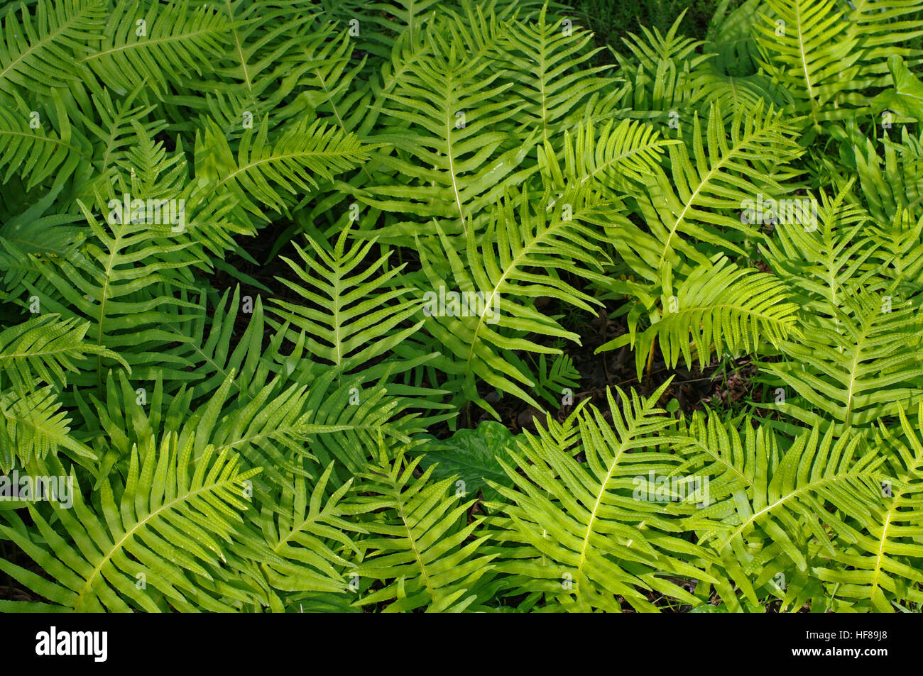 The fern Polypodium cambricum, the Southern polypody, family Polypodiaceae. Stock Photo