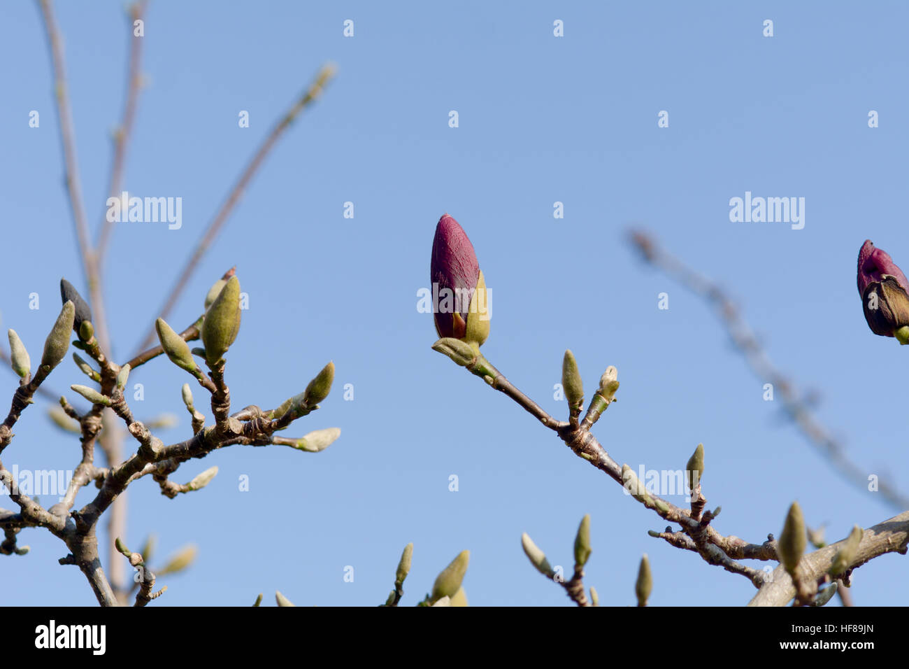 Magnolia (Magnolia grandiflora) bud about bloom on tree Stock Photo - Alamy