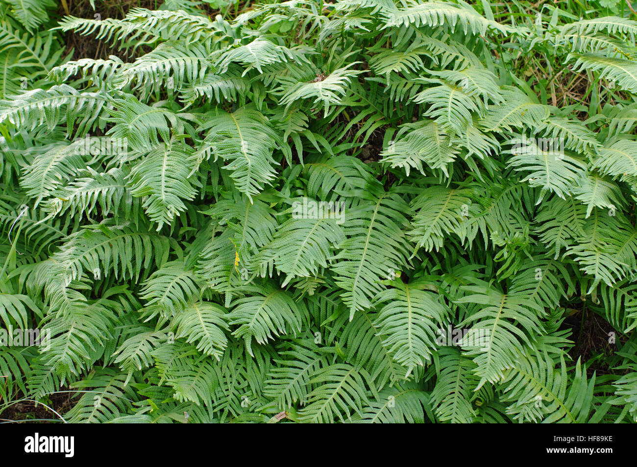 This is the Southern polypody, Polypodium cambricum, a fern Stock Photo