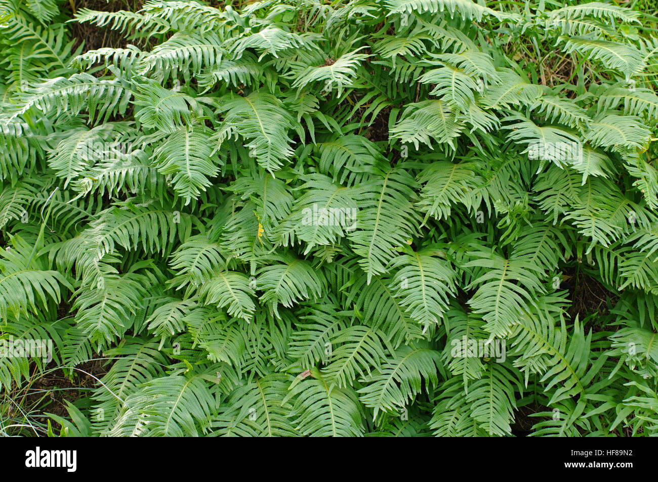 This is  the fern Polypodium cambricum, the Southern polypody, family Polypodiaceae Stock Photo