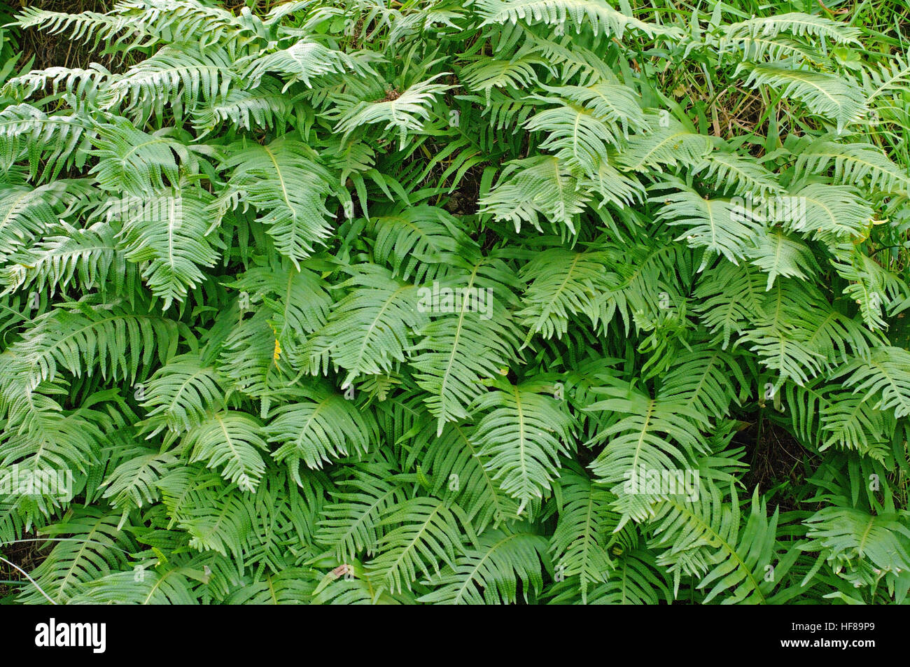 This is the fern Polypodium cambricum, the Southern polypody or Welsh polypody, from the family Polypodiaceae, Stock Photo