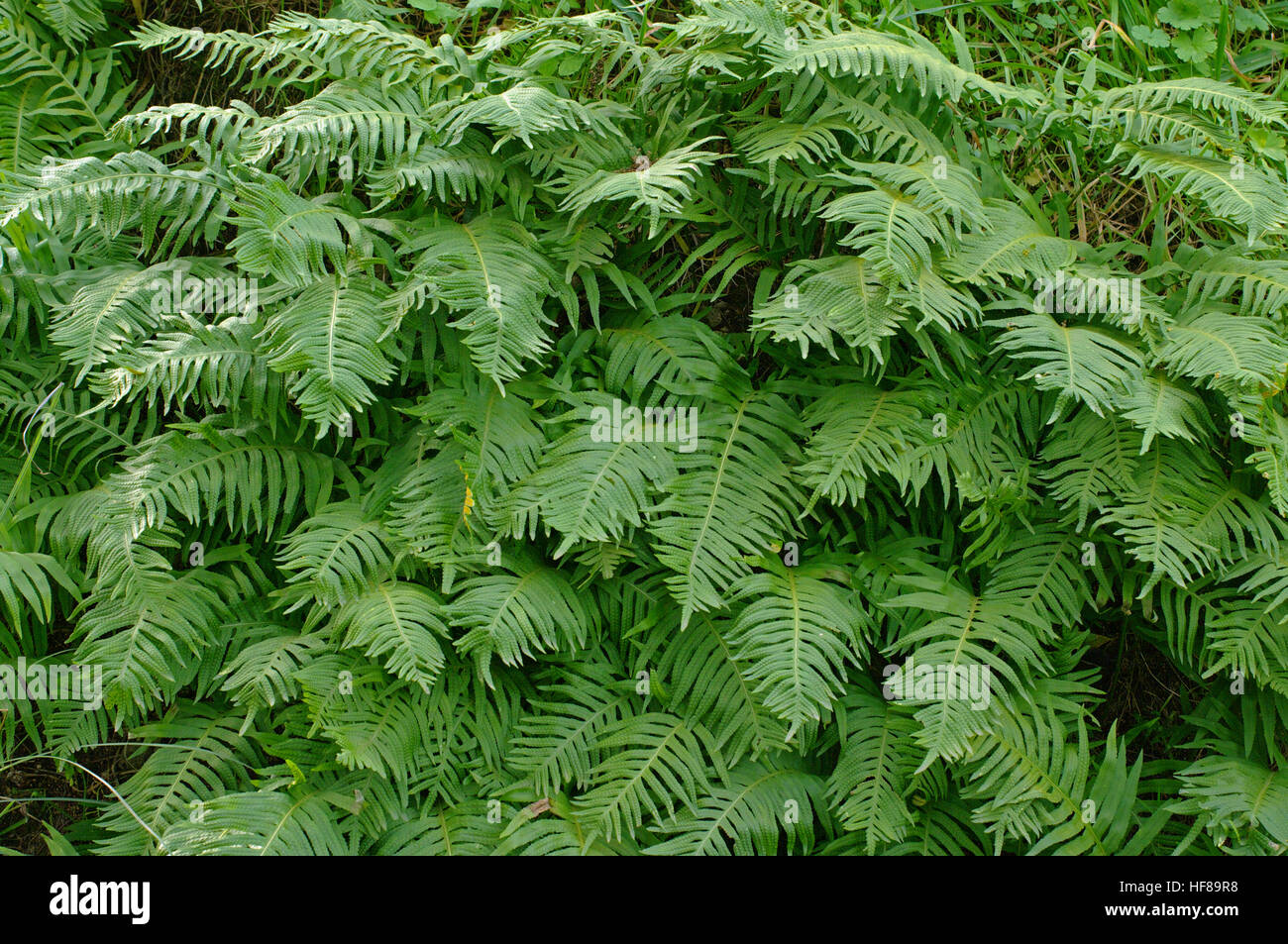 This is the fern Polypodium cambricum, the Southern polypody or Welsh polypody, from the family Polypodiaceae Stock Photo