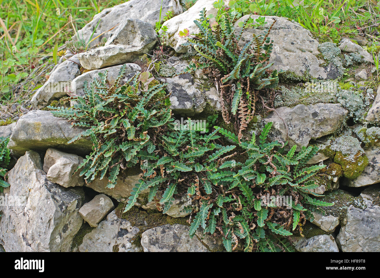 This is Asplenium ceterach, the so called Rustyback, a fern from the family Aspleniaceae Stock Photo