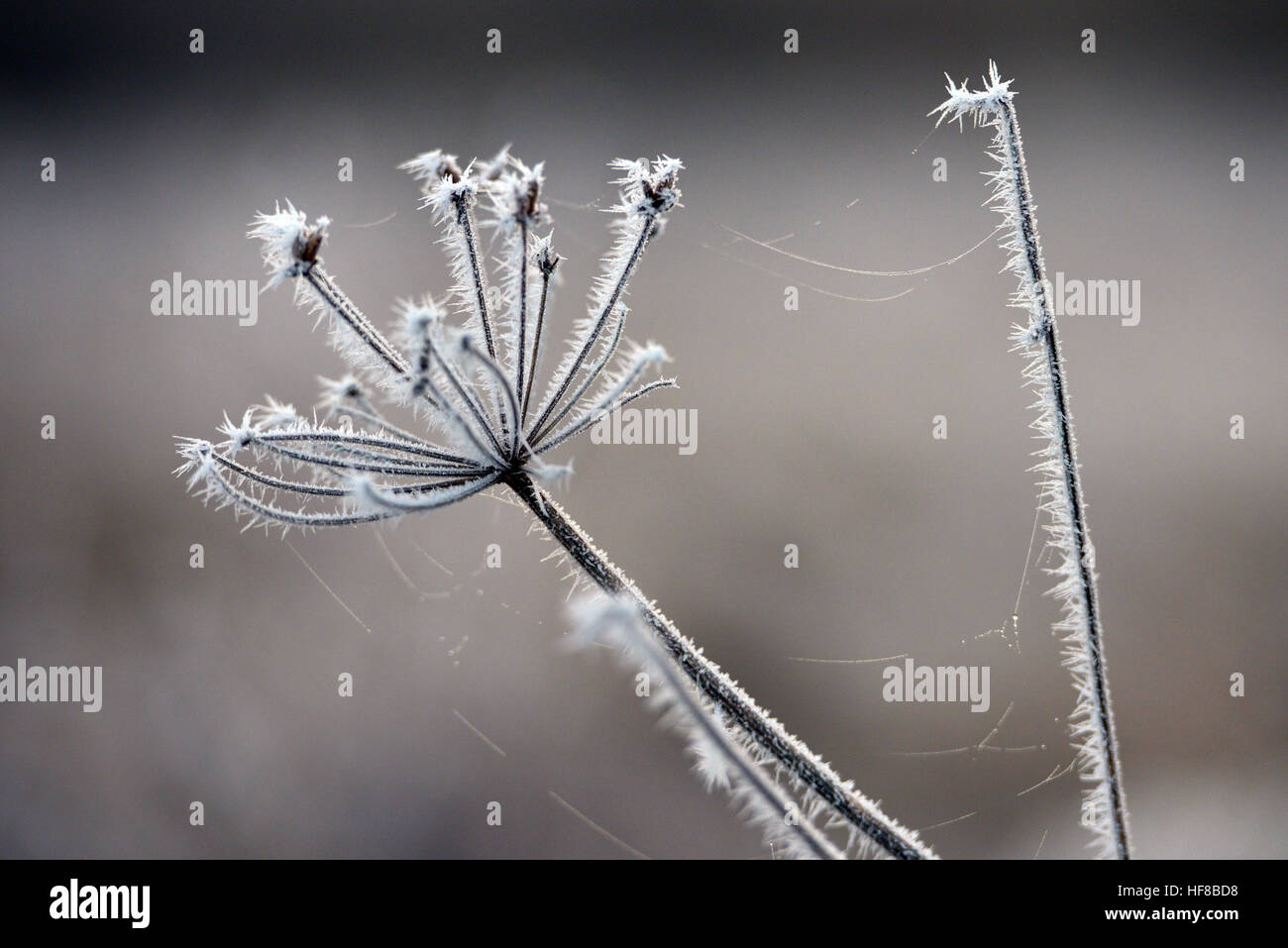 Frost covered plants hi-res stock photography and images - Alamy