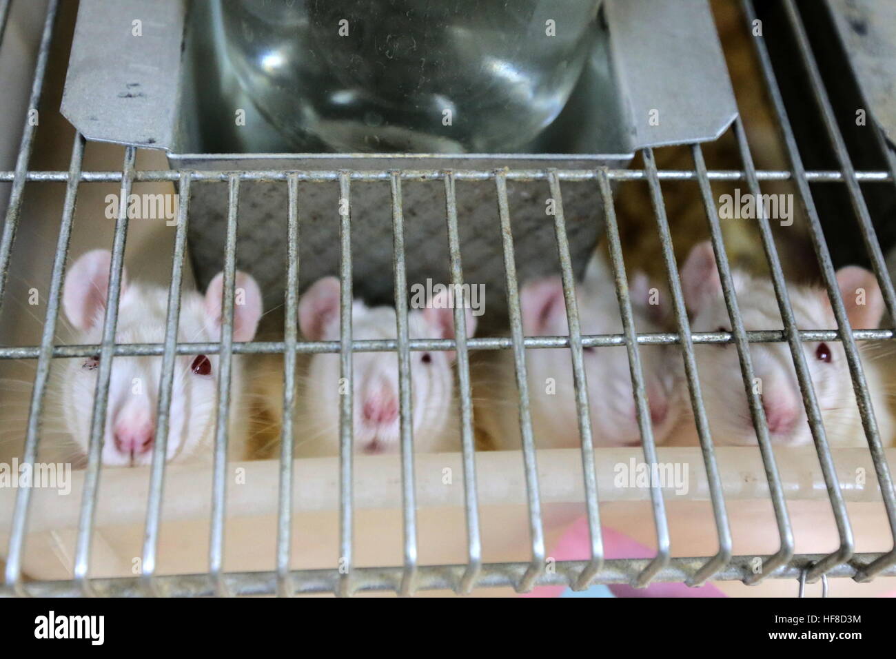 Lab Rats High Resolution Stock Photography and Images - Alamy