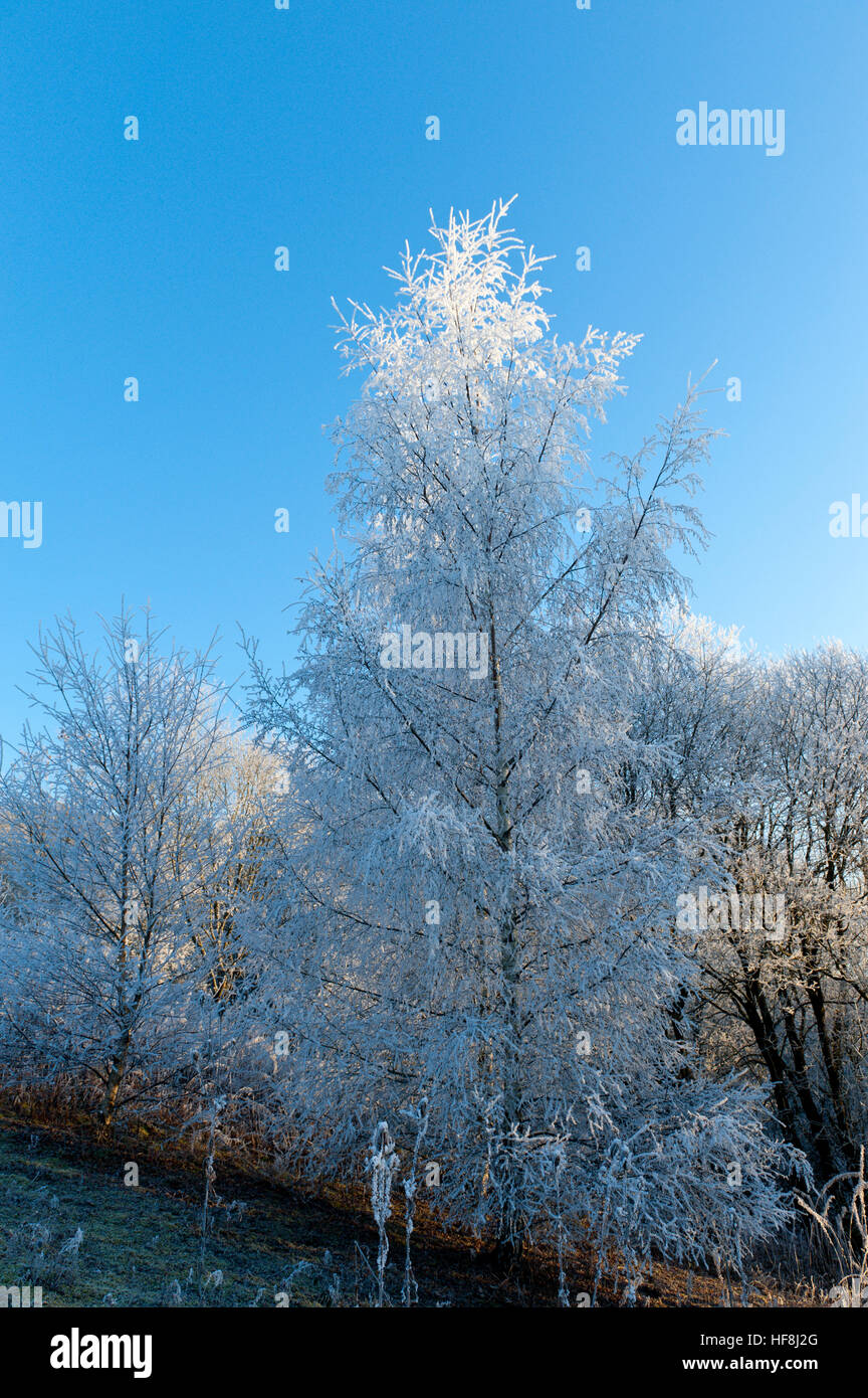 Powys, Wales, UK. 29th December 2016.  Very cold and frosty in Mid Wales at daybreak with temperatures dropping to approximately minus five degrees centigrade last night. © Graham M. Lawrence/Alamy Live News. Stock Photo