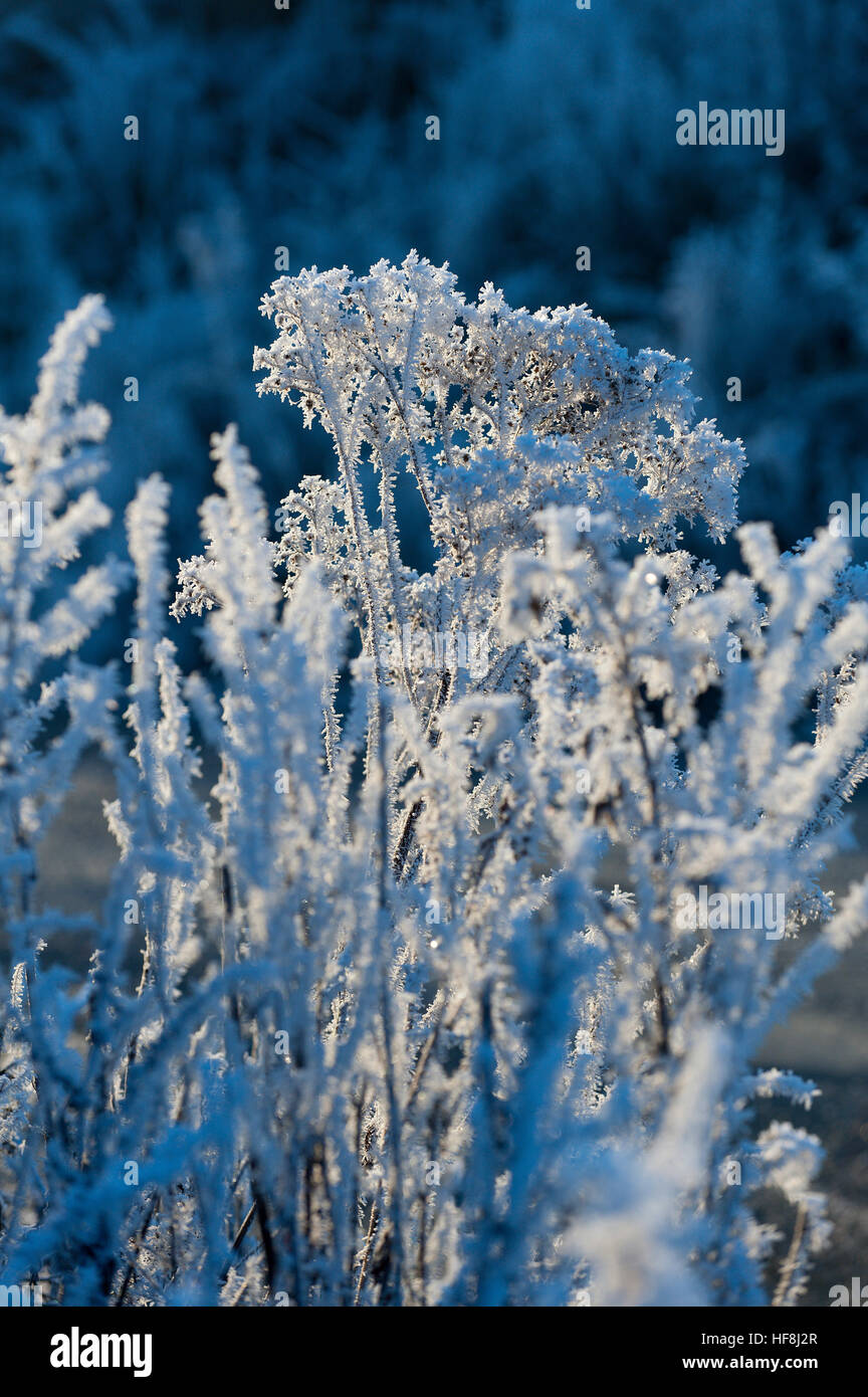 Powys, Wales, UK. 29th December 2016.  Very cold and frosty in Mid Wales at daybreak with temperatures dropping to approximately minus five degrees centigrade last night. © Graham M. Lawrence/Alamy Live News. Stock Photo