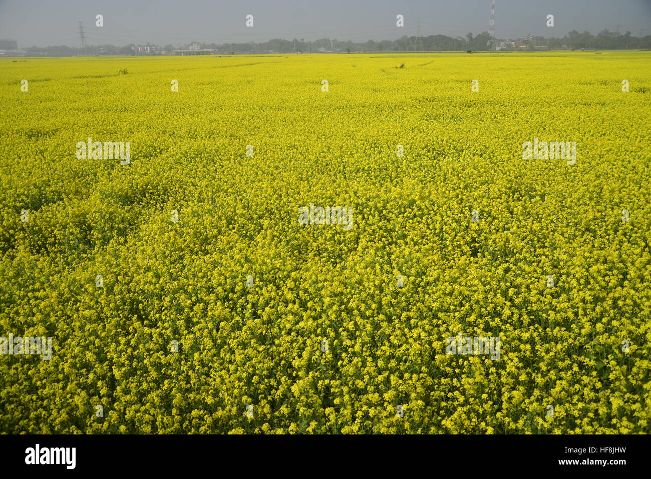 Dhaka, Bangladesh. 28th Dec, 2016. View of a mustard crop flower field