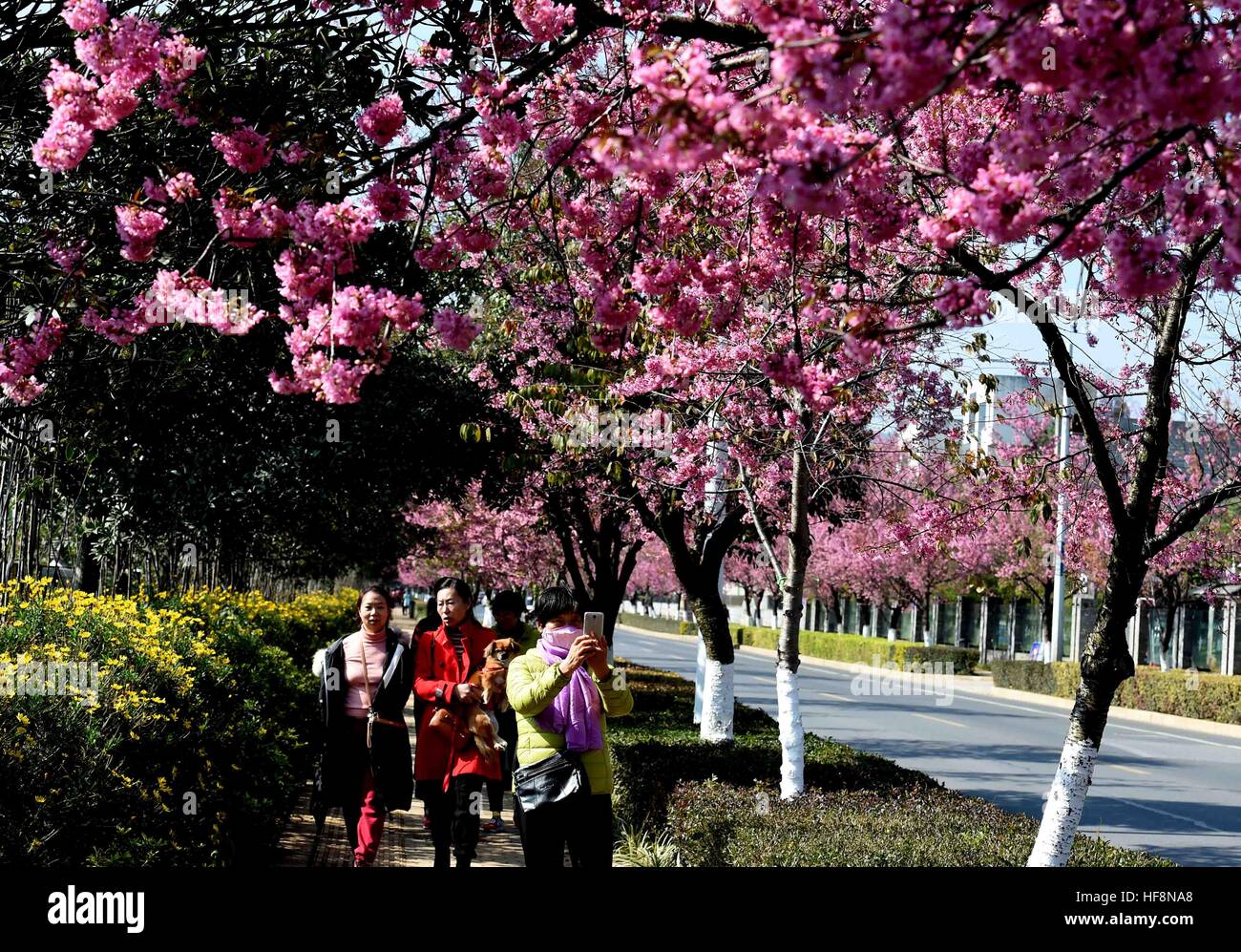 Kunming, China's Yunnan Province. 30th Dec, 2016. People view cherry flowers on a street in Kunming, capital of southwest China's Yunnan Province, Dec. 30, 2016. © Yang Zongyou/Xinhua/Alamy Live News Stock Photo