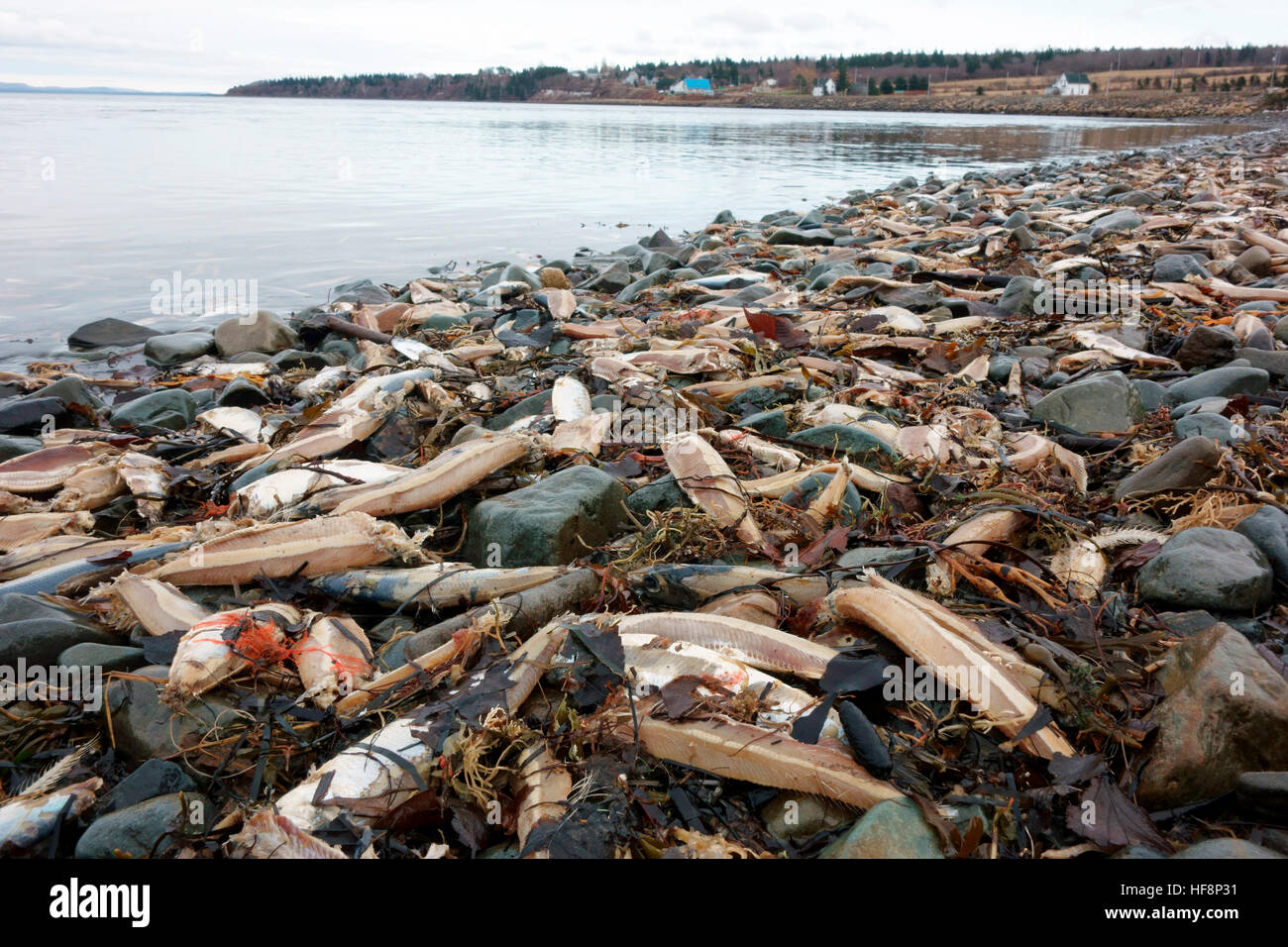 Fish Kill Bay of Fundy Stock Photo Alamy