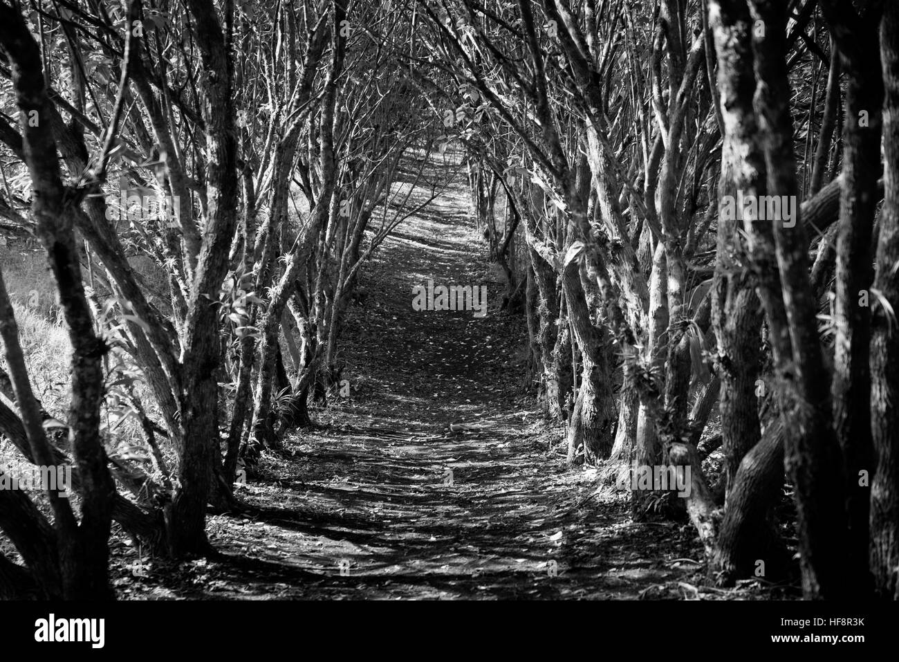 Black and white arched jungle trail stock image