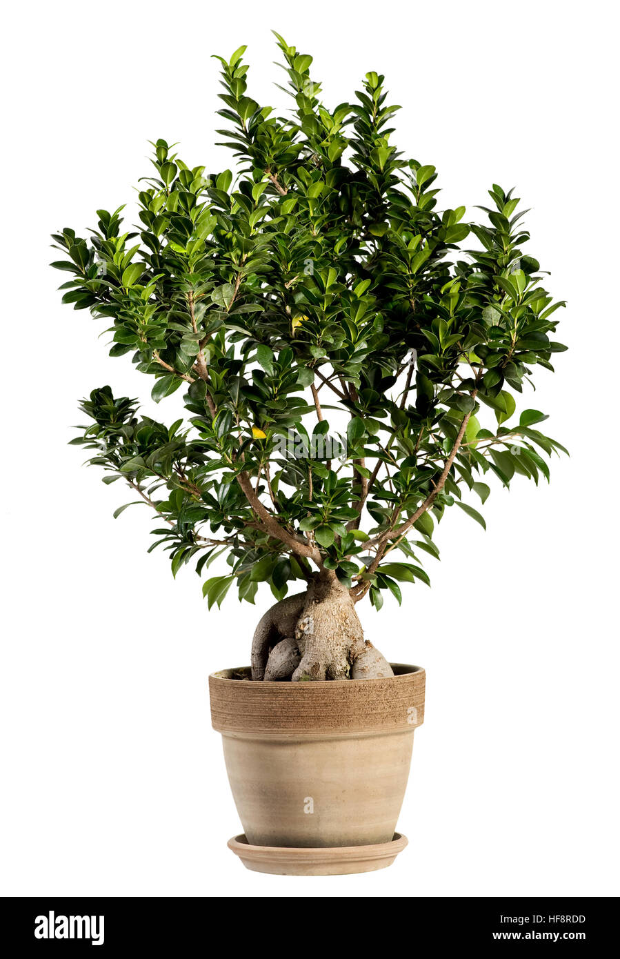 Fresh Look of Ginseng Ficus Bonsai Tree on Ordinary Brown Pot. Isolated on White Background. Stock Photo