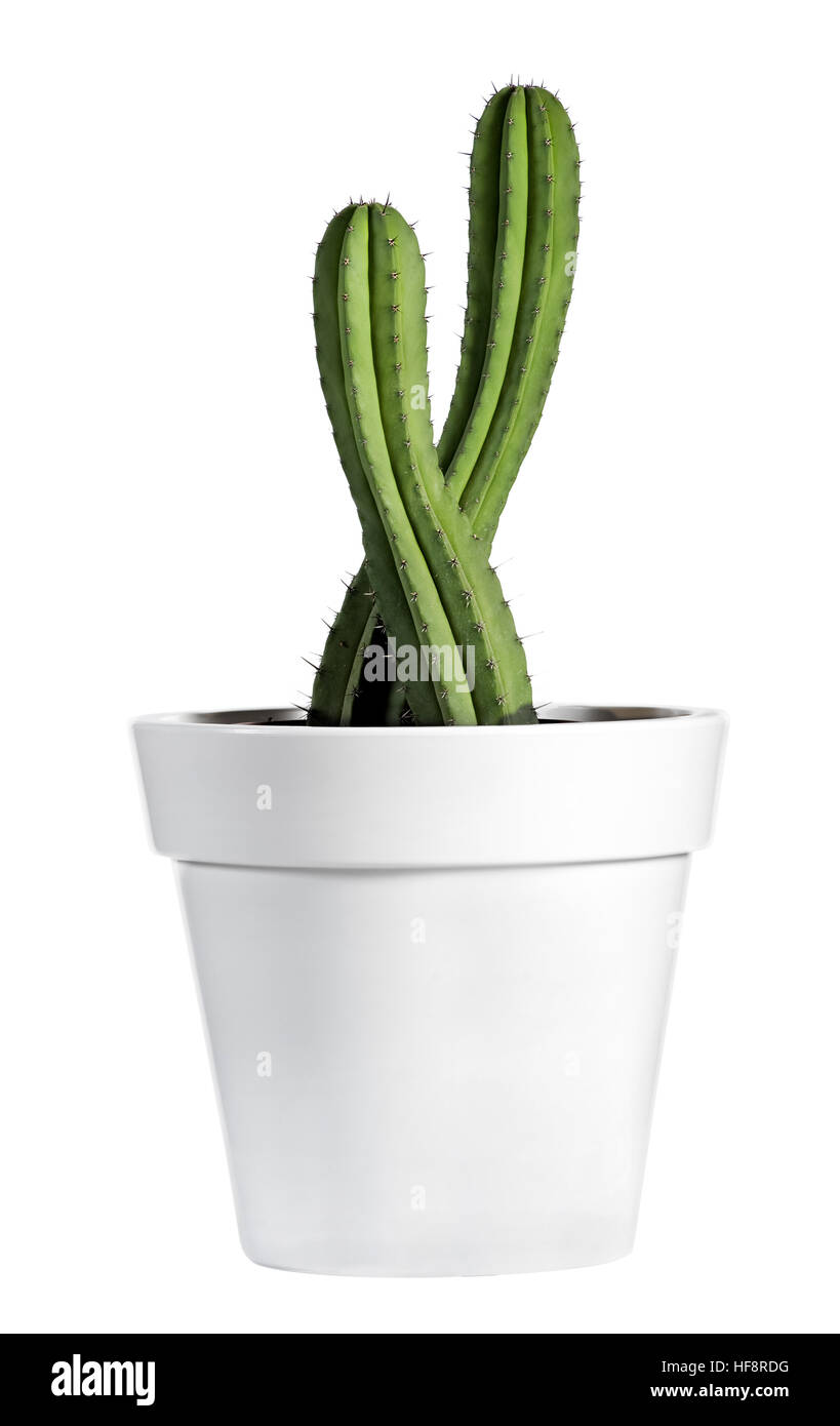 Close up Fresh Look Spiny Cactus Plant on White Pot Stock Photo