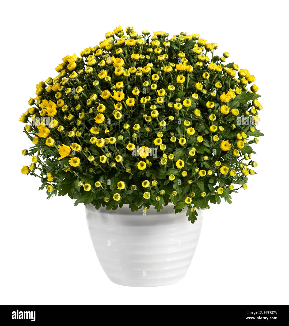 Pot of yellow flowering chrysanthemums for indoor decoration Stock Photo
