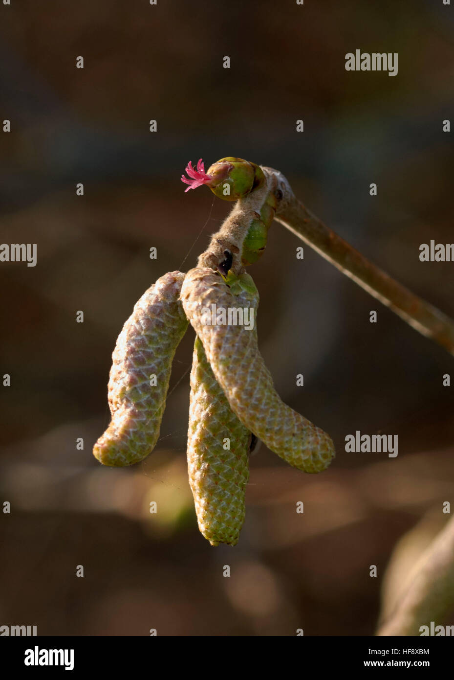 Hazel catkins (male) and flowers (female) in December.   Hurst Meadows, West Molesey, Surrey, England. Stock Photo