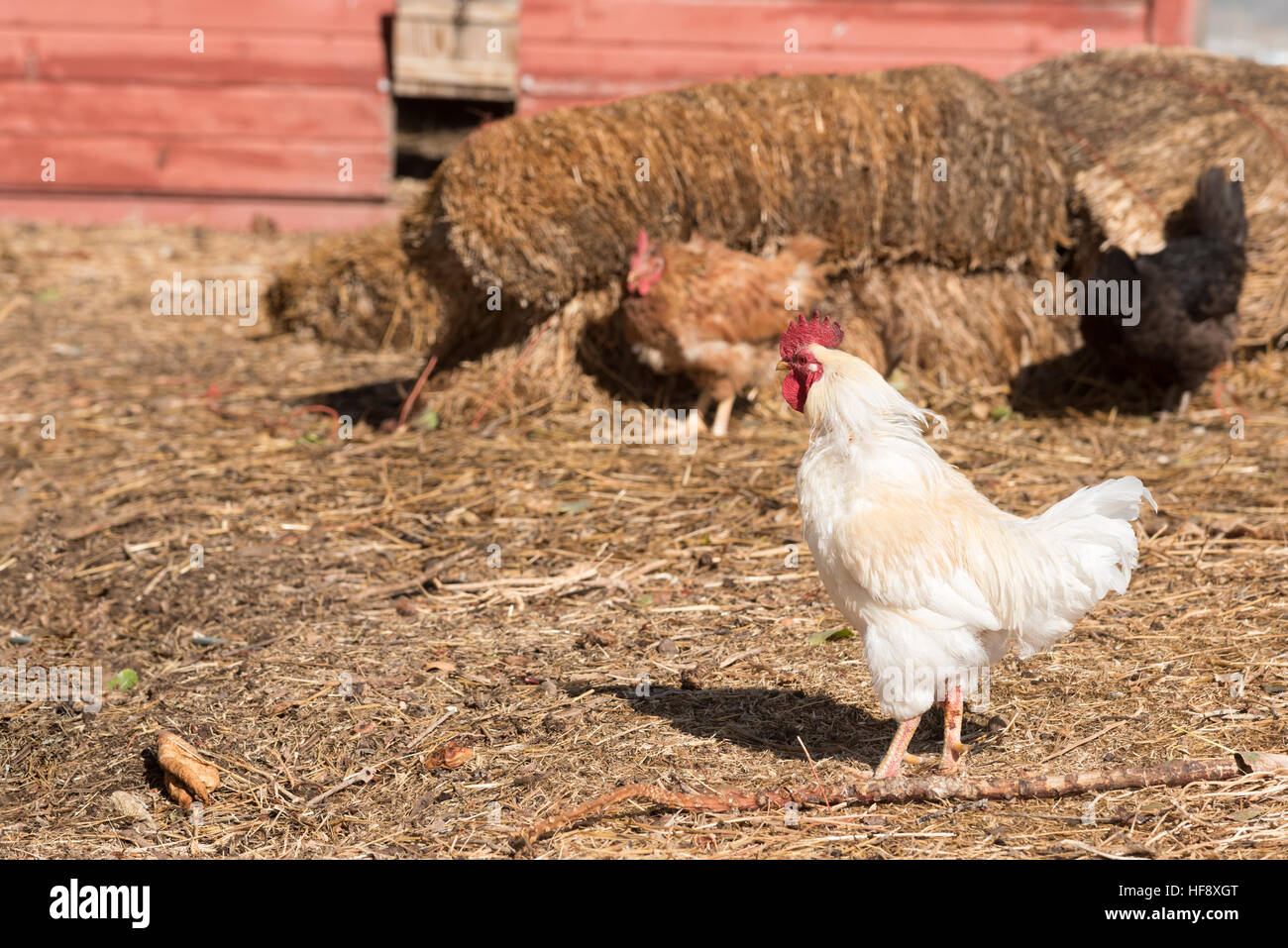Chickens on a farm in Idaho. Stock Photo