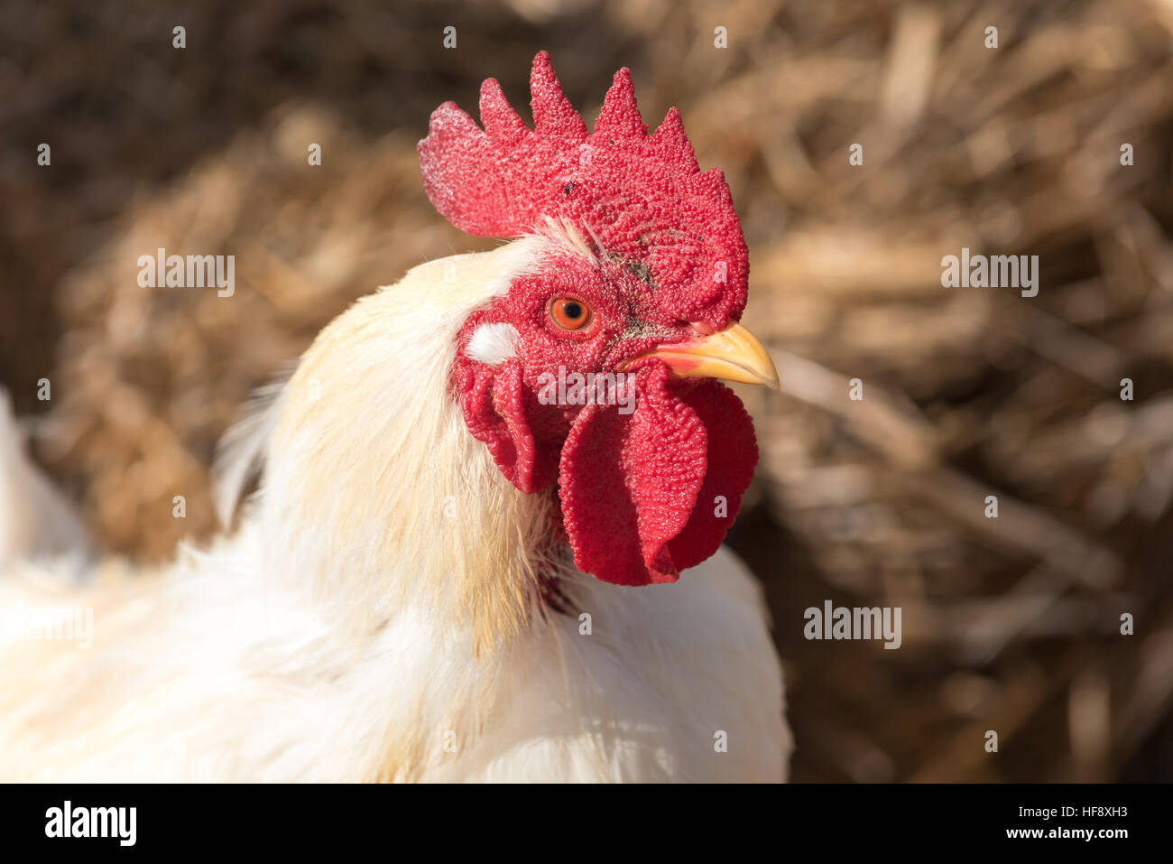 White rooster on a farm in Idaho. Stock Photo
