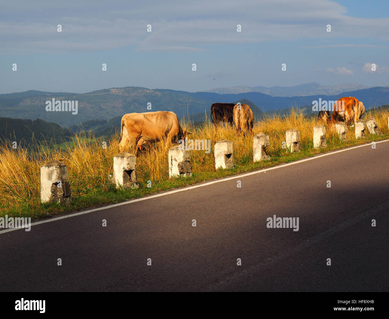 Cows in a high mountain pasture on transalpina road, green graas and nice view Stock Photo
