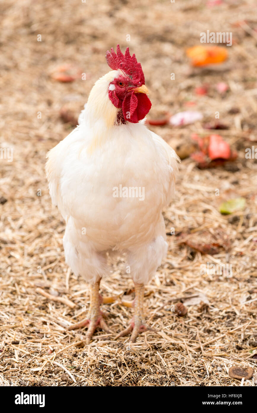 White rooster on a farm in Idaho. Stock Photo