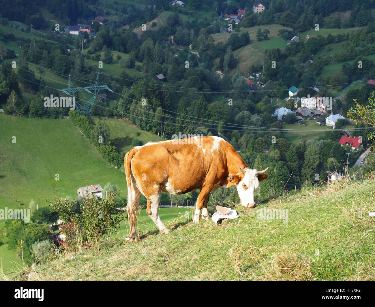 Cows in a high mountain pasture on transalpina road, green graas and nice view Stock Photo