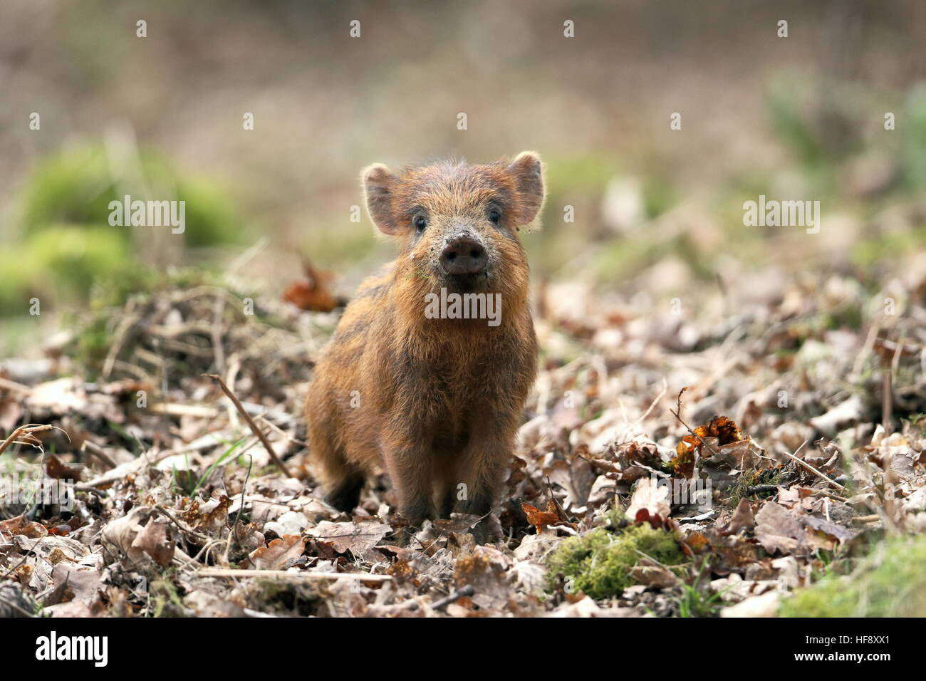 Wild Boar piglet UK Stock Photo