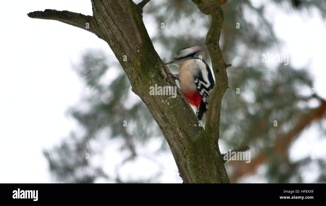 bird woodpecker knocking on wood red feathers wildlife Stock Photo - Alamy