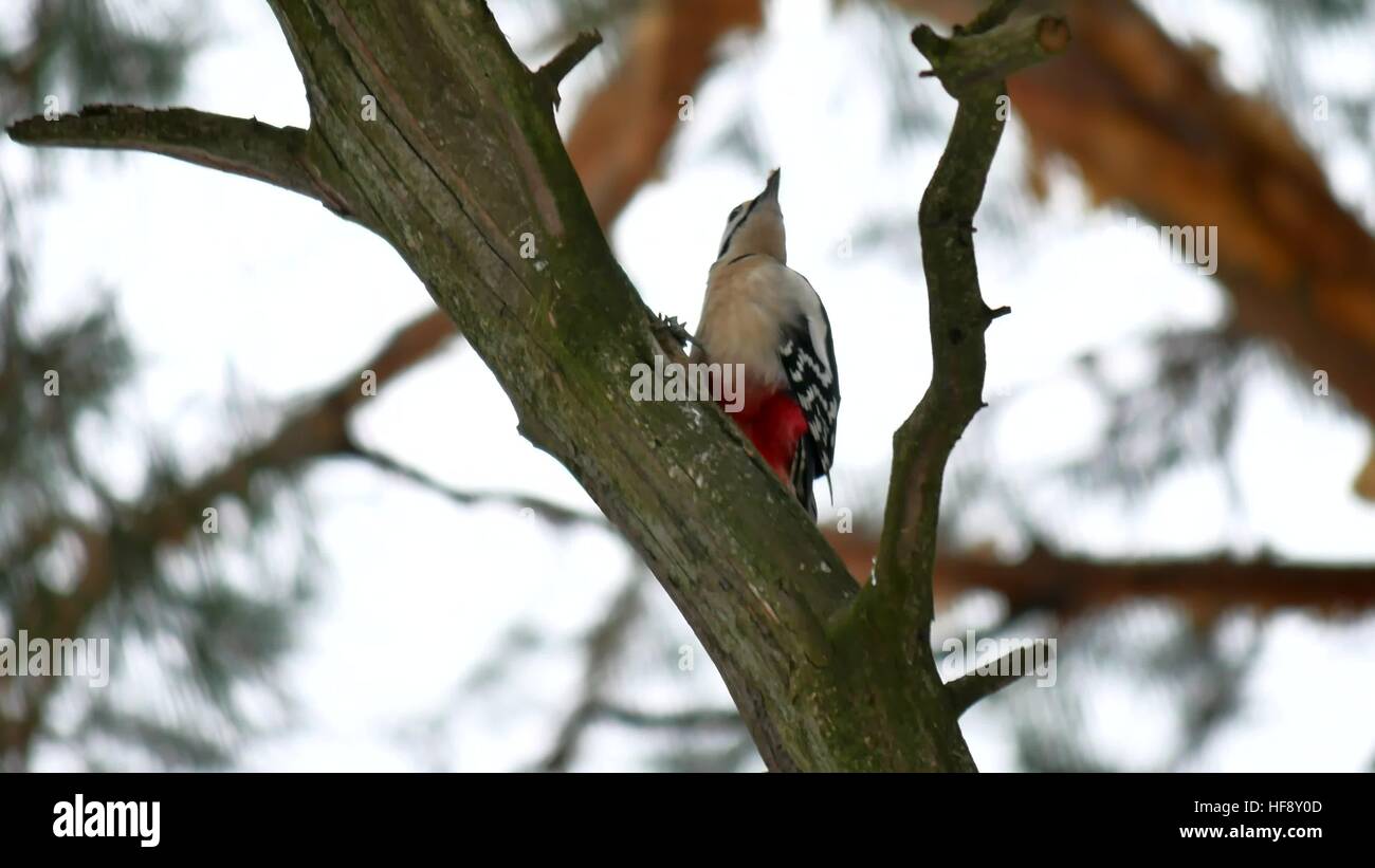 bird woodpecker knocking on wood wildlife red feathers Stock Photo Alamy