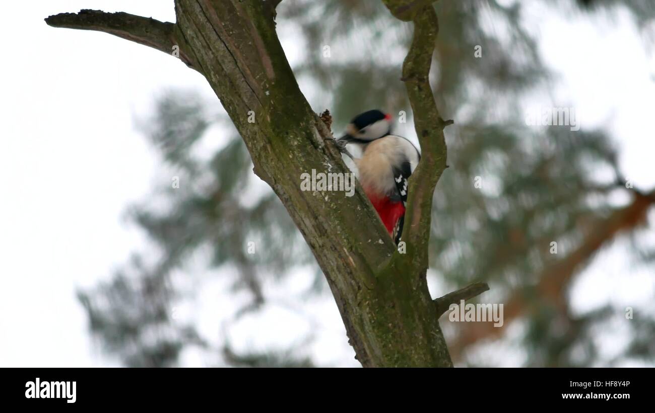 bird woodpecker knocking on wood red feathers wildlife Stock Photo Alamy