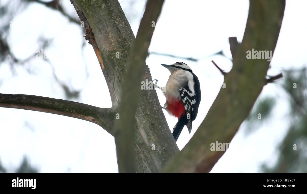 bird red feathers woodpecker knocking on wildlife wood Stock Photo Alamy