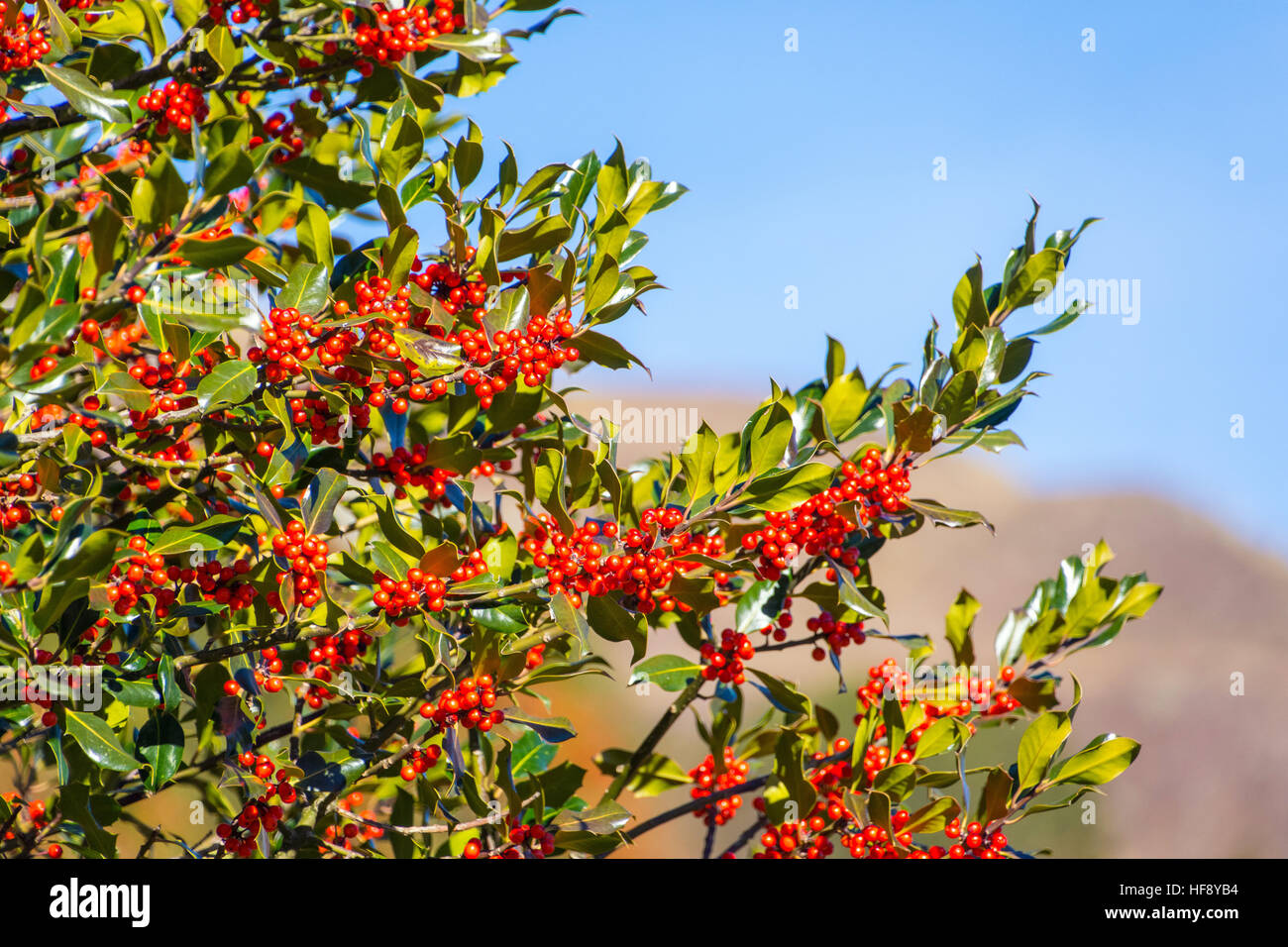 Holly leaves and red berries against blue sky Stock Photo