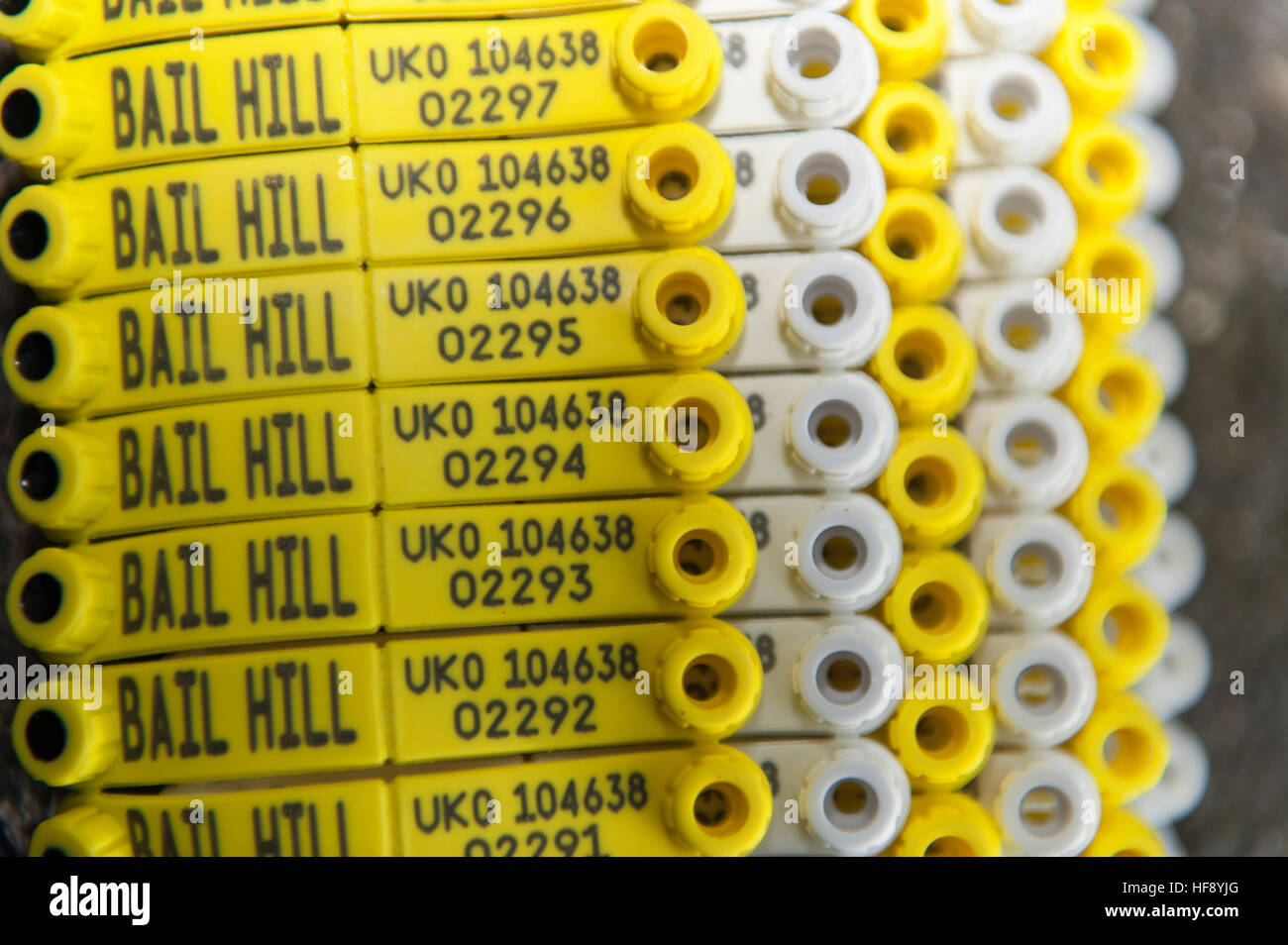 Set of Electronic Idenification tags with flock number and